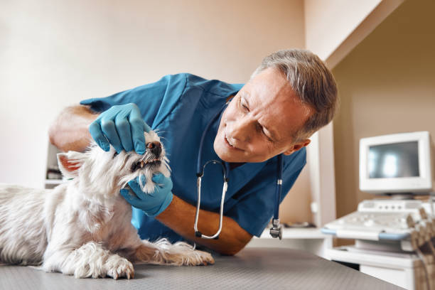 Best Pediatric Emergency Dentist in Lookout Mountain, GA